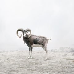 Alice Zilberberg - Reflecting Ram, Photography 2019, Printed After