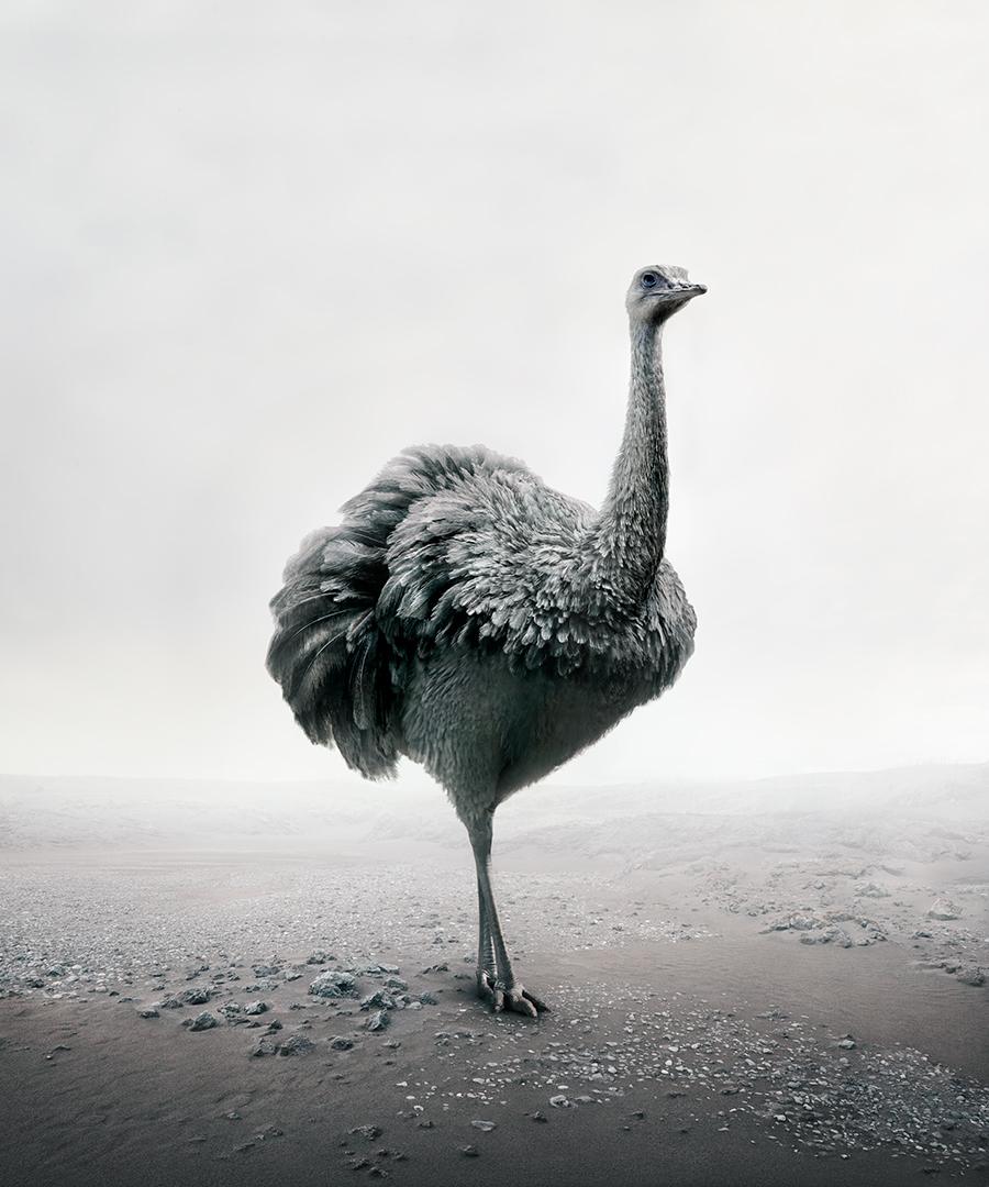 Alice Zilberberg - Relax Rhea, Fotografia 2019, Stampato Dopo