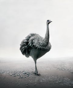 Alice Zilberberg - Relax Rhea, Photography 2019, Printed After