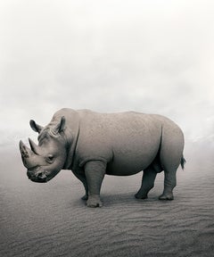 Alice Zilberberg - Restful Rhino, photographie 2019, imprimée d'après