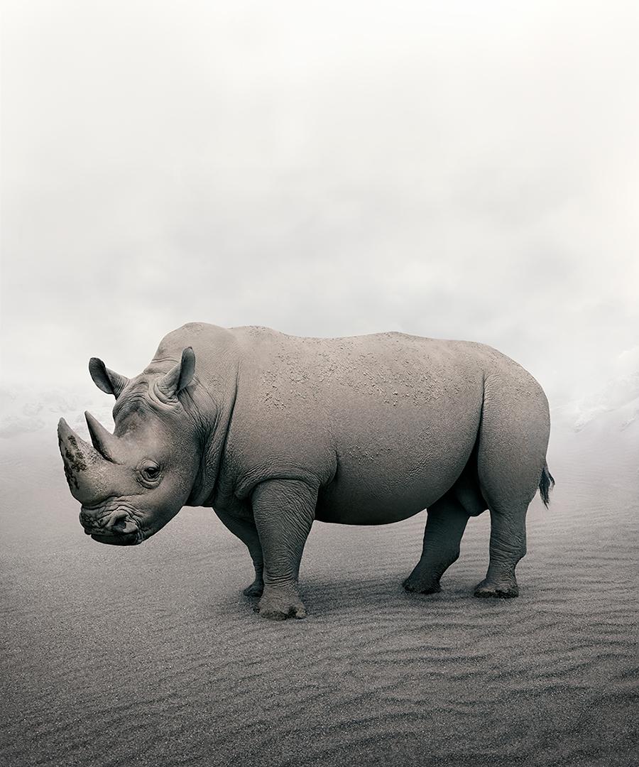 Alice Zilberberg - Rinoceronte riposante, Fotografia 2019, Stampato Dopo