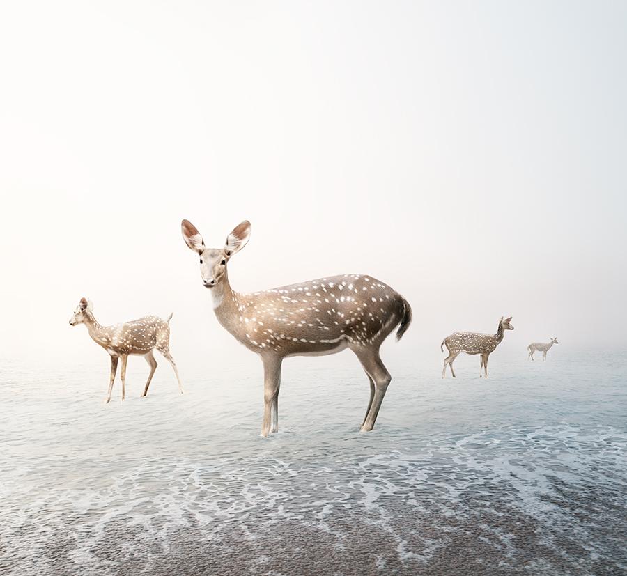 Stay Me Deer
Series: Meditations
Photo-based painting on Canson Infinity Rag Photographique

Available sizes
30 x 33 in        Edition of 15 
40 x 44 in        Edition of 12
60 x 65 in        Edition of 10

In this series, Zilberberg creates animal