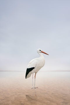 Alice Zilberberg - Stillness Stork, Photography 2024, Printed After
