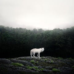 Alice Zilberberg - Walk with Me Wolf, Photography 2020, Printed After