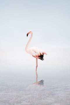 Alice Zilberberg - Magnifique flamingo blanc, photographie 2020, imprimée d'après