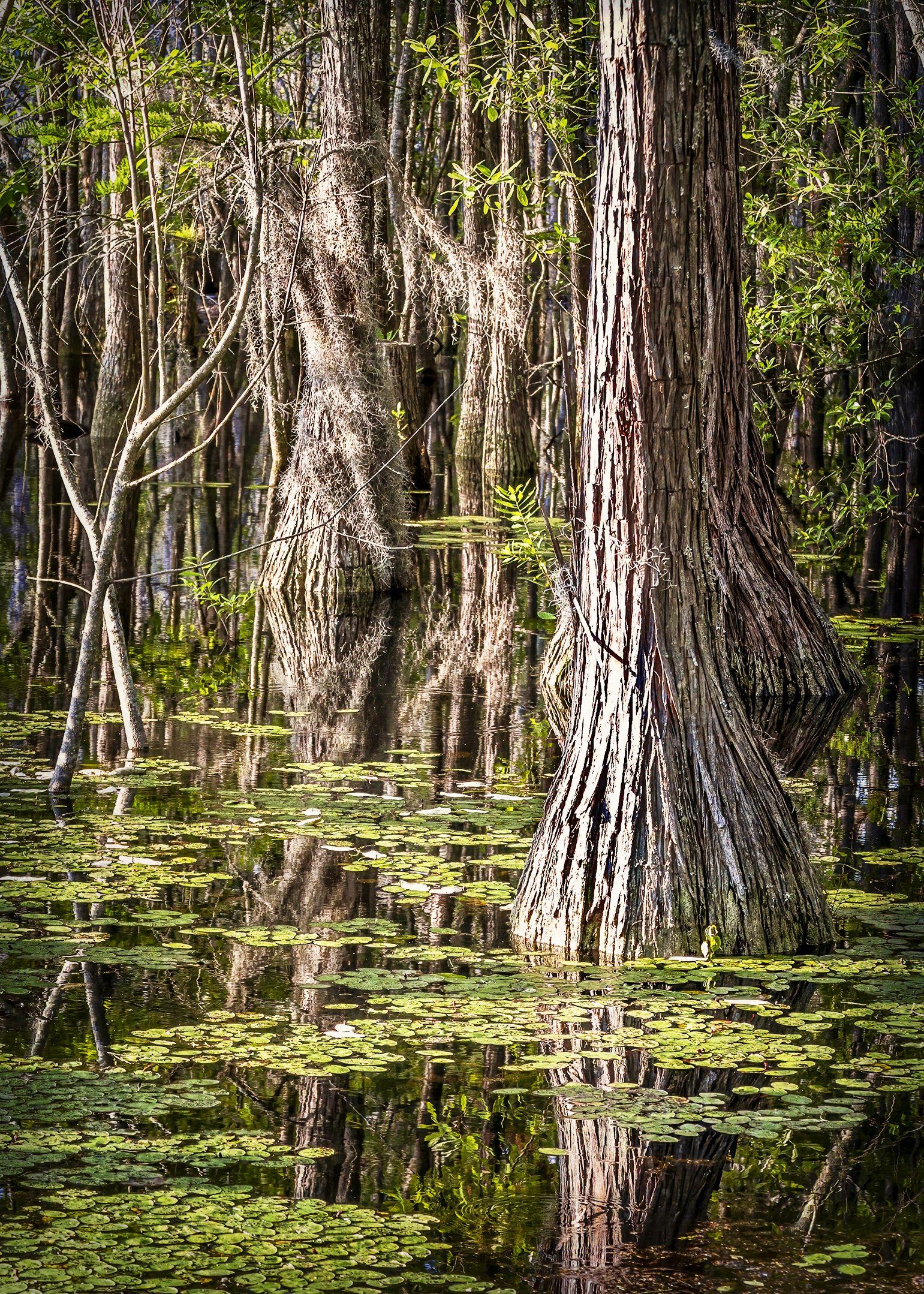 Alicia Pastiran Color Photograph - Cypress Swamp Reflection, Photograph, Archival Ink Jet