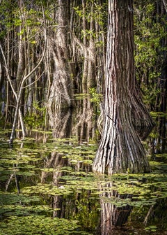 Cypress Swamp Reflection, Photograph, Archival Ink Jet