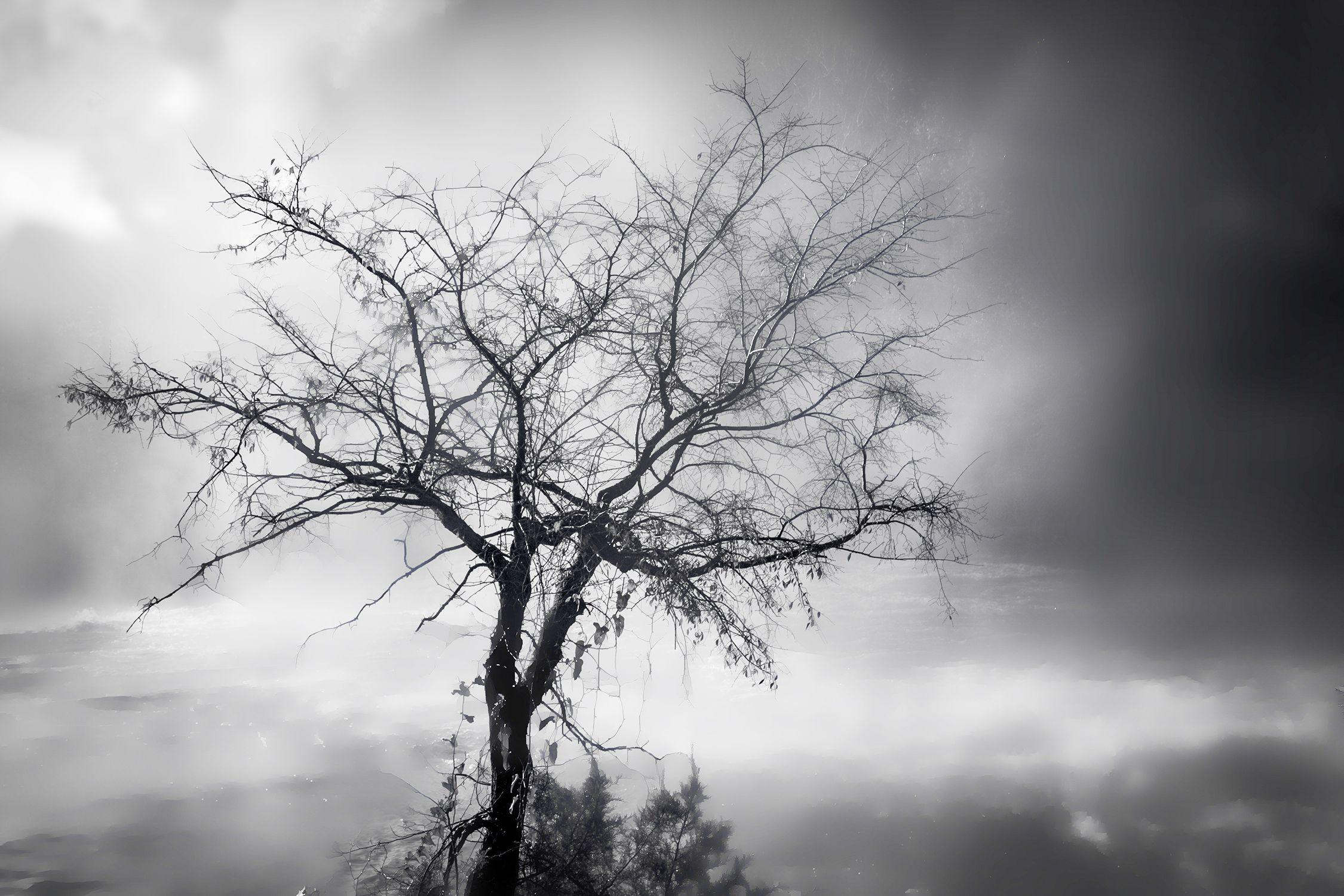 Alicia Pastiran Black and White Photograph - Solitary Tree in the Mist, Photograph, Archival Ink Jet