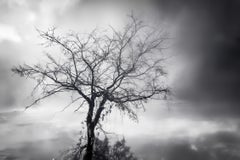 Solitary Tree in the Mist, Fotografie, Archiv-Tintenstrahl