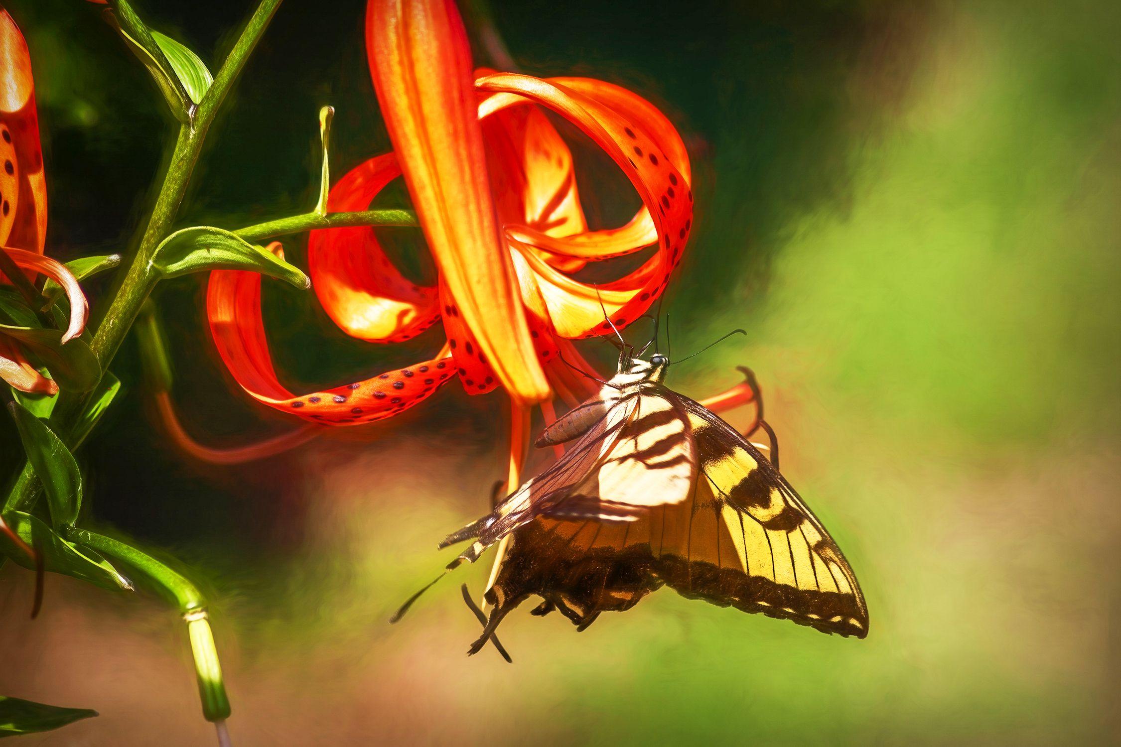 Alicia Pastiran Color Photograph - Swallowtail on Tiger Lilies, Photograph, Archival Ink Jet