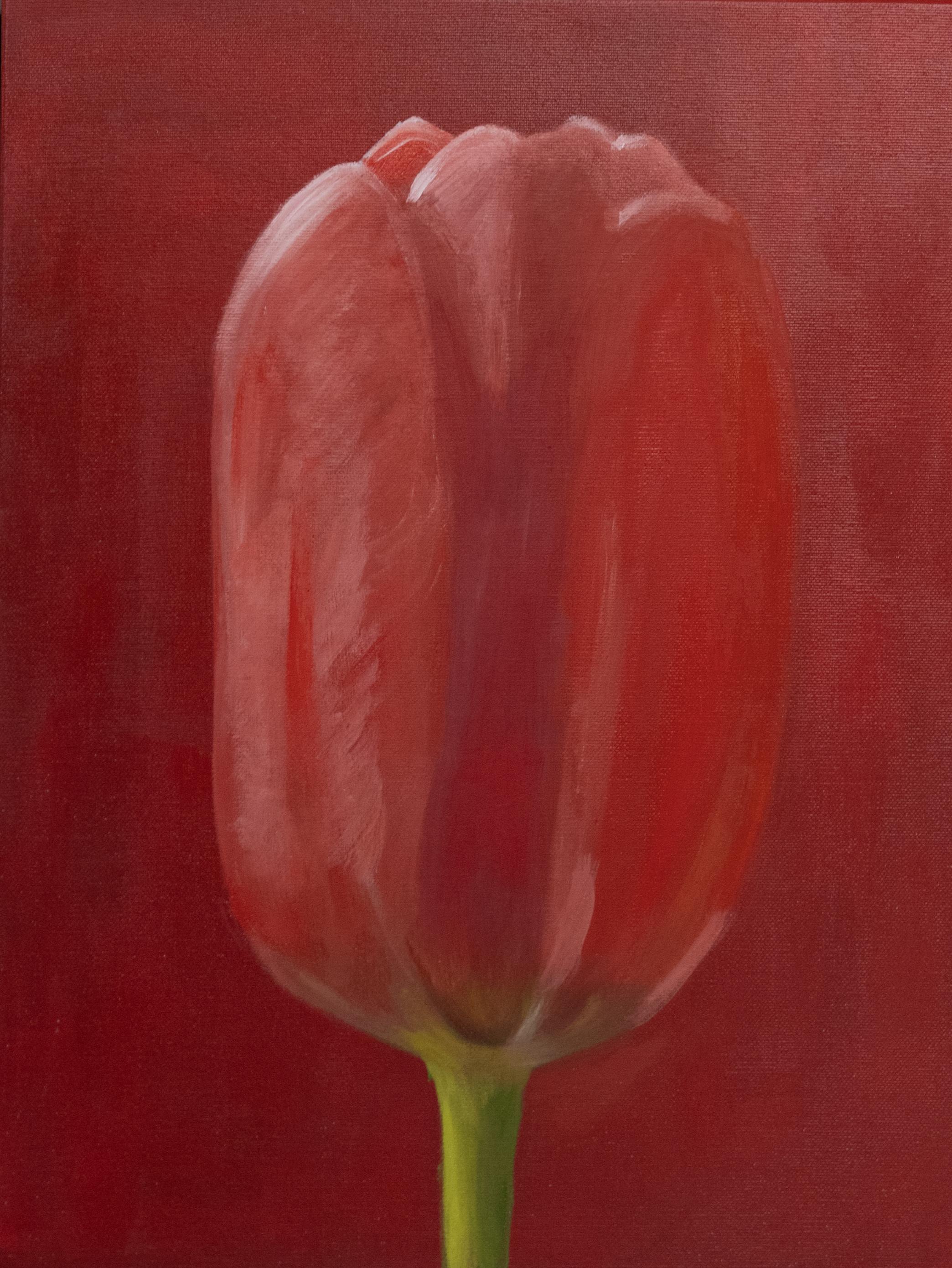 Tulipano rosso . quadro originale