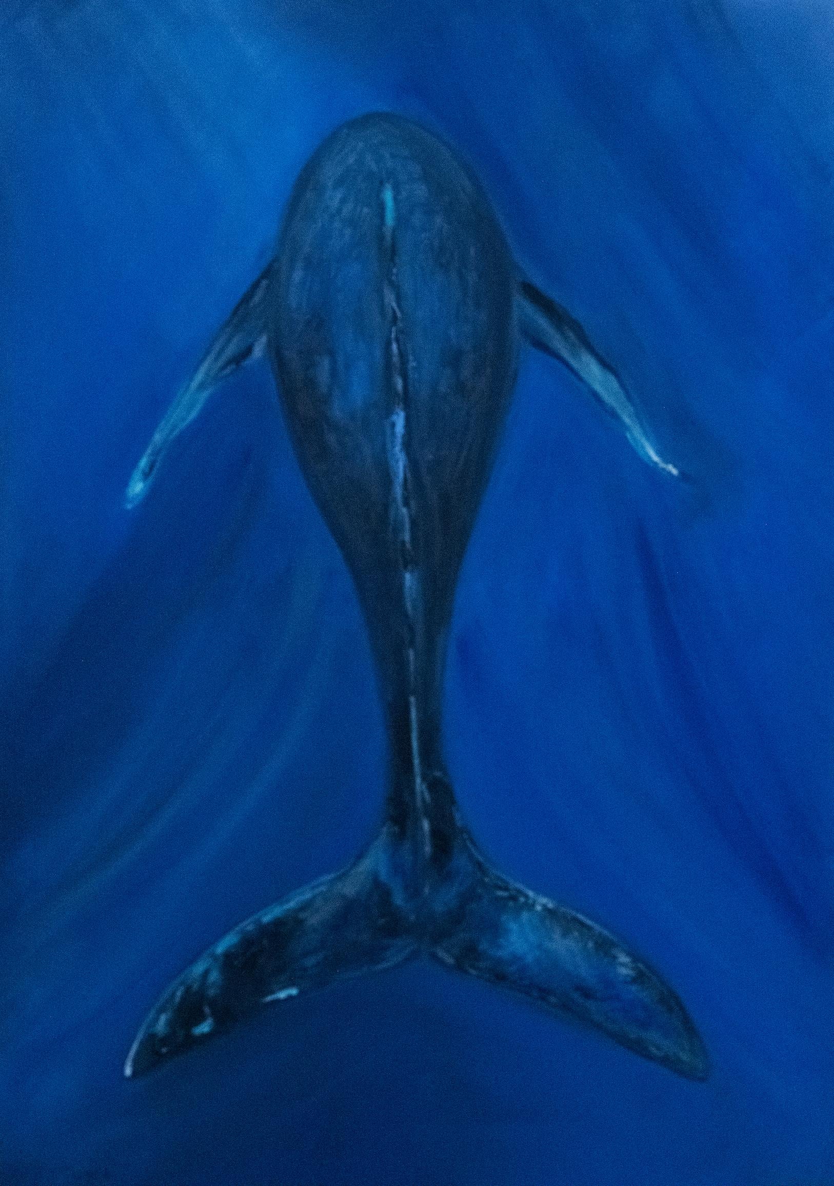 Ballena . cuadro original en venta 1