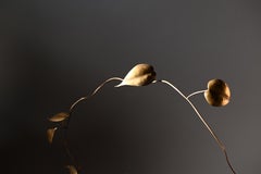 Micon Vine with Roots i