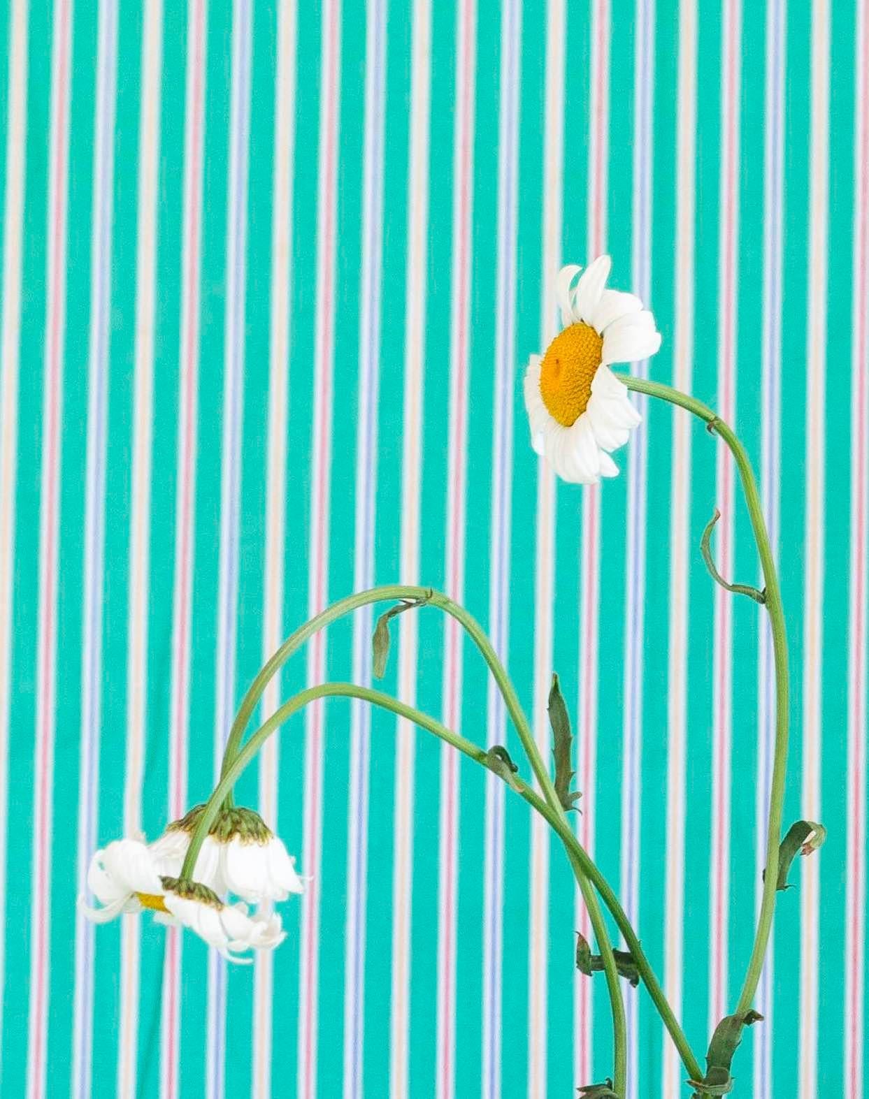 This bold turquoise and yellow striped floral photograph is an original work by Canadian artist Alison Postma. The layered compositions are playful, unexpected, and created through an experimentation process by the artist as she ‘gets to know
