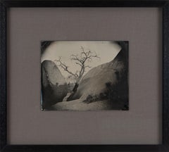 "Joshua Tree CA", 2014 Tintype Landscape Photograph Joshua Tree California