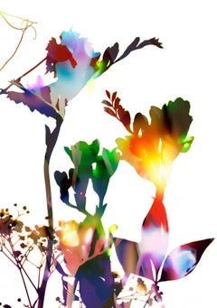 GENTLE SPIRIT N°11, Allan Forsyth, limited edition print, floral art