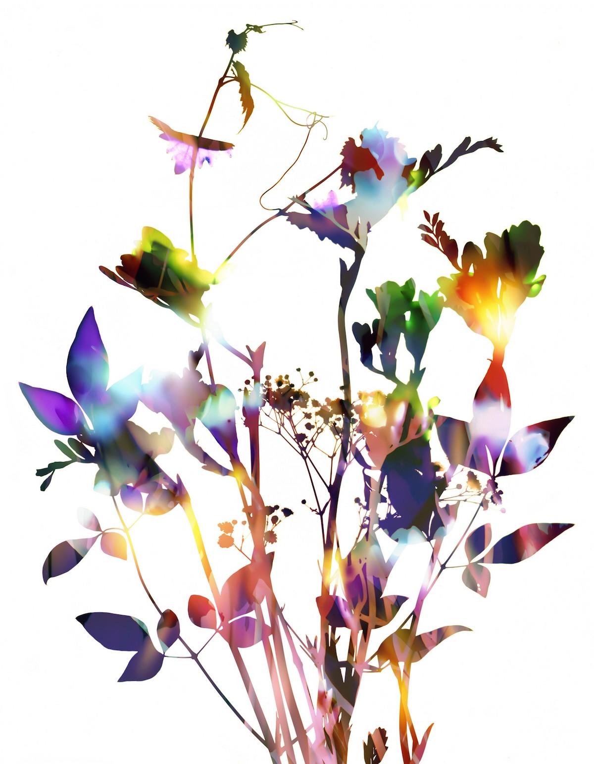 GENTLE SPIRIT N°11, Allan Forsyth, impression en édition limitée, art floral