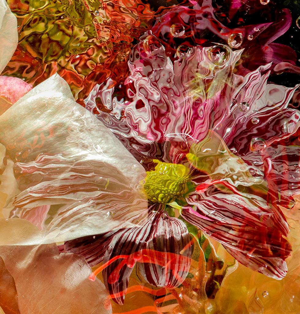 Allan Forsyth, AQUA FLORA X N°4, Statement Art, Arte sommersa, Arte contemporanea in vendita 4