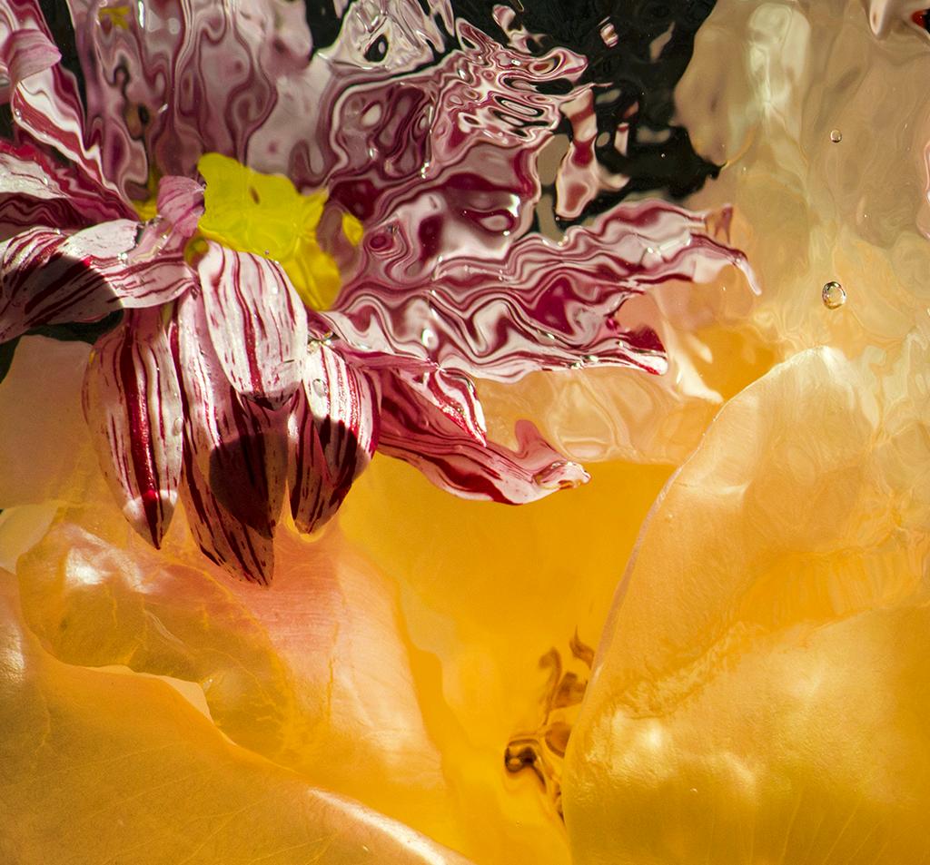 Allan Forsyth, AQUA FLORA X N°4, Statement Art, Arte sommersa, Arte contemporanea in vendita 5