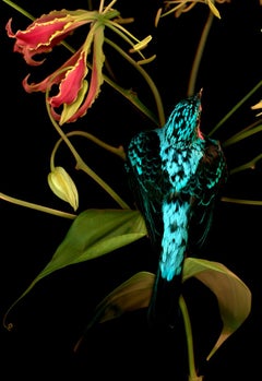 Allan Forsyth, Flame Flight, Contemporary Art, Floral Art, Art Online