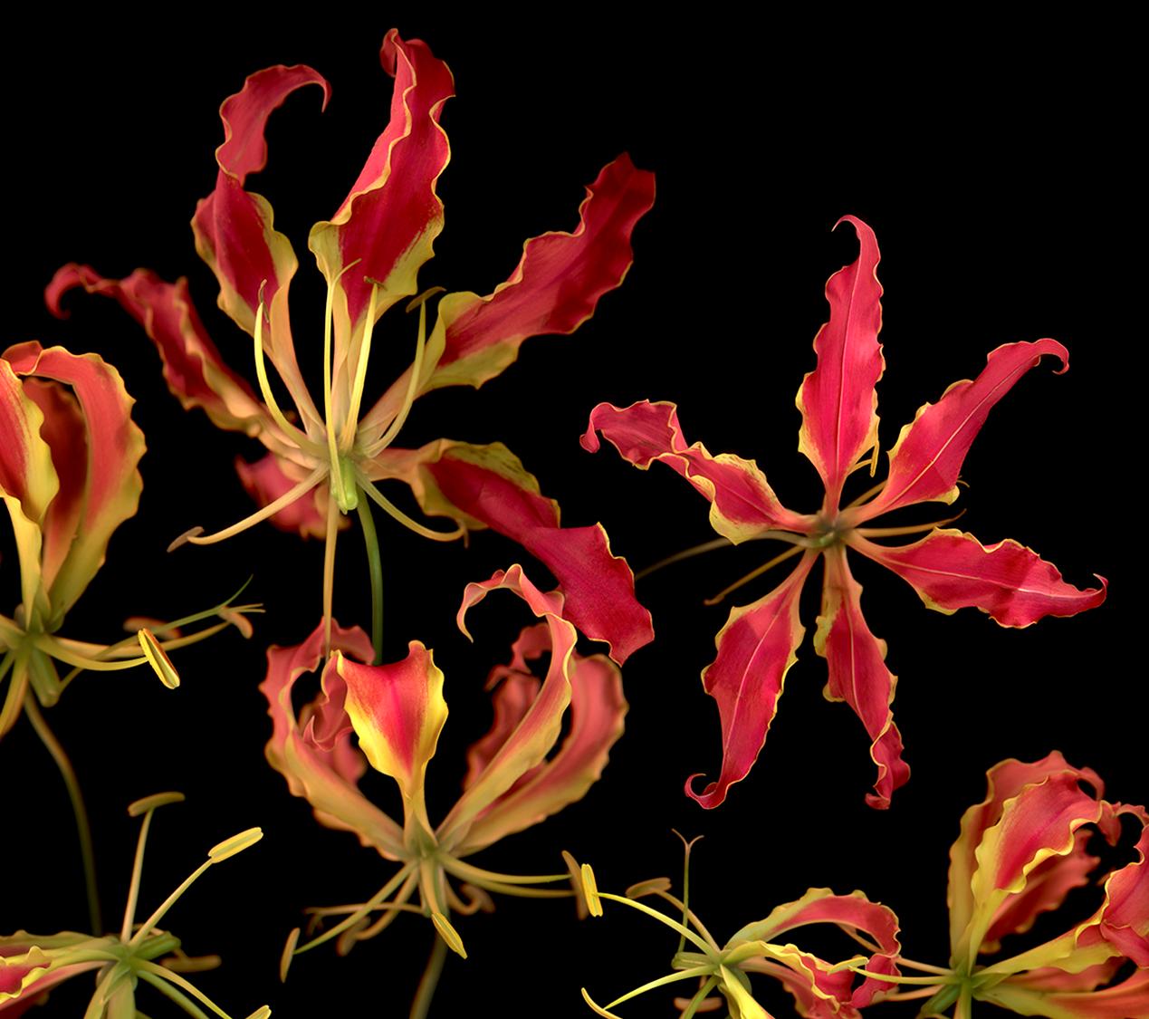 Allan Forsyth, Flame Flight, Art contemporain, Art floral, Art en ligne en vente 2