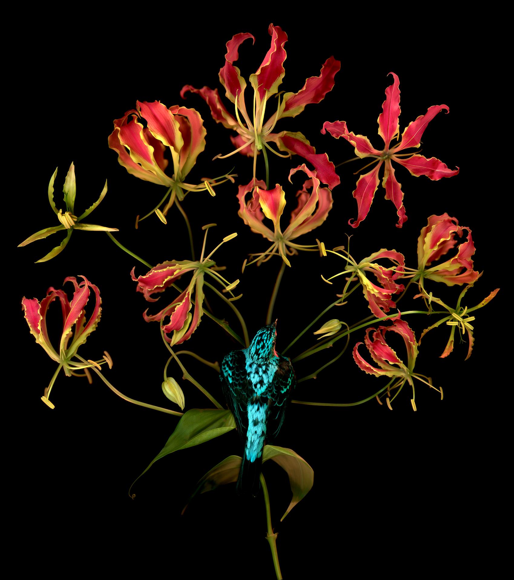 Allan Forsyth, Vuelo de llamas, Arte contemporáneo, Arte floral, Arte en línea