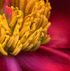 Allan Forsyth, Untitled GARDEN 2, Contemporary Art, Floral Art