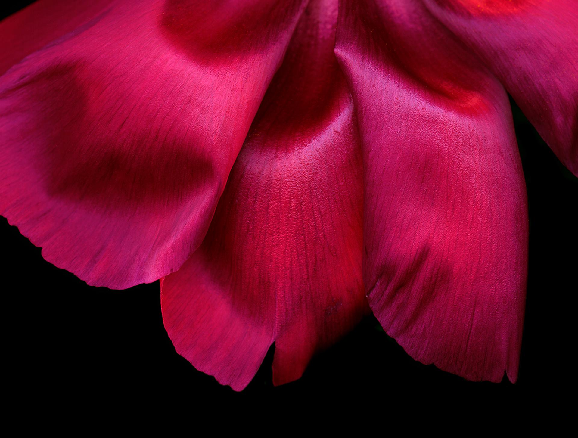 Allan Forsyth, Sans titre GARDEN 2, Art contemporain, Art floral en vente 2