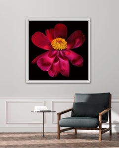Allan Forsyth, Untitled GARDEN 2, Zeitgenössische Kunst, Blumenkunst
