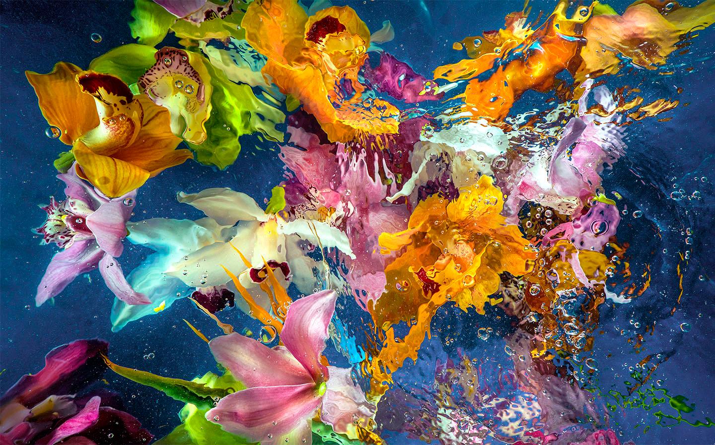 Allan Forsyth Color Photograph - Aqua Flora 006