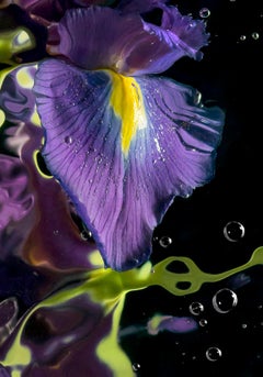 AQUA FLORA N°10, Allan Forsyth, Archival Chromagenic photographic print