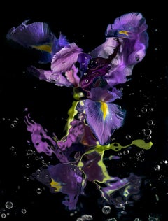 AQUA FLORA N°10, Allan Forsyth, Archival Chromagenic photographic print