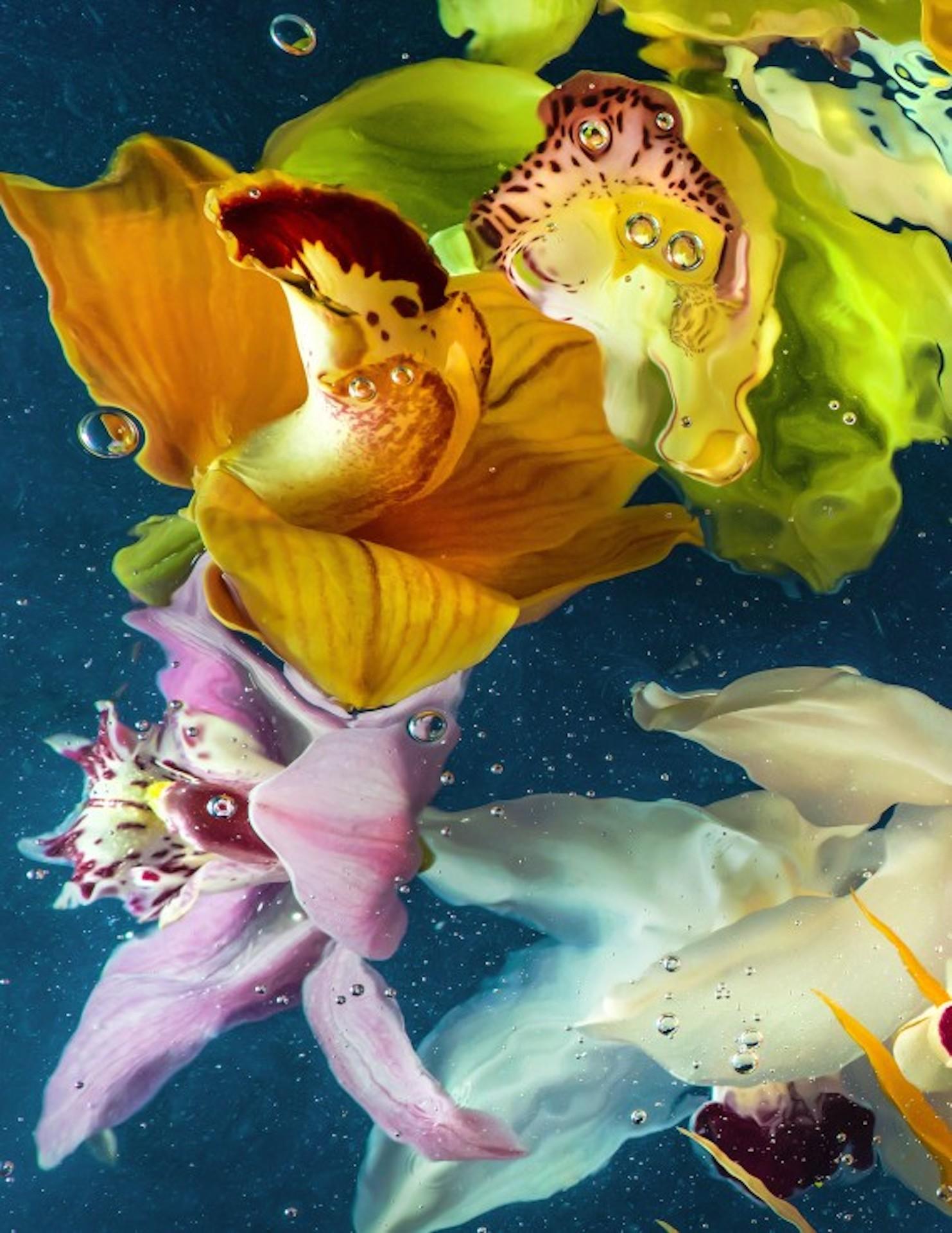 Aqua Flora No6, , Limited Edition Chromagenic Photographic Print Large Floral Art For Sale 3