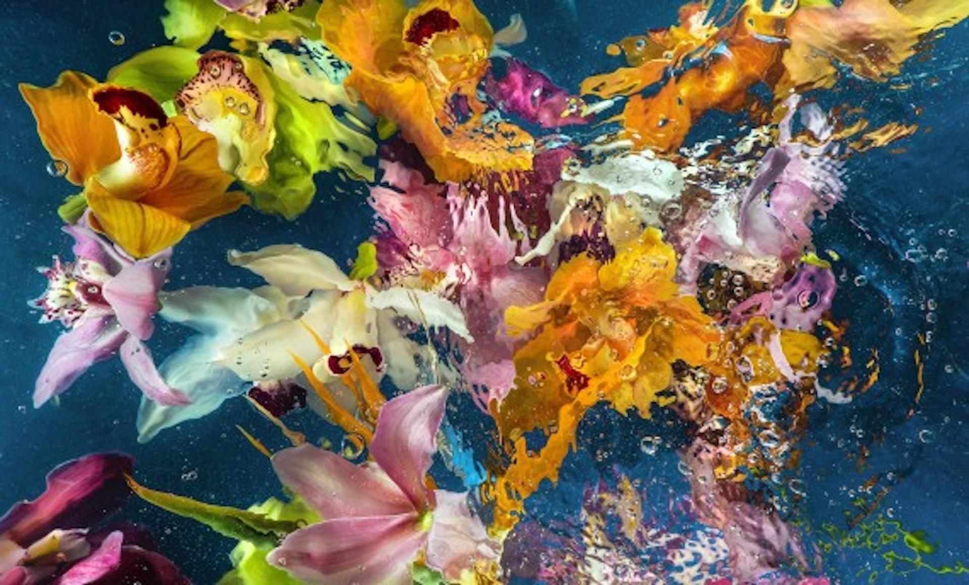 Aqua Flora No6, , Impression photographique chromagénique à tirage limité Grand art floral