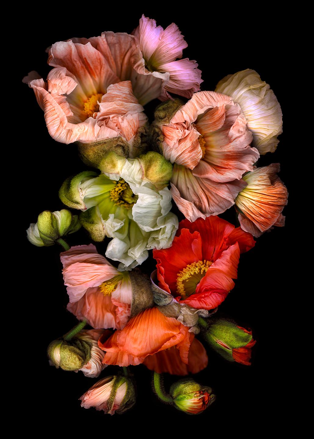 Allan Forsyth Color Photograph – Schwarze Pelze, dramatische Fotografie, lebhafte florale Kunstwerke, Chromagenic-Druck