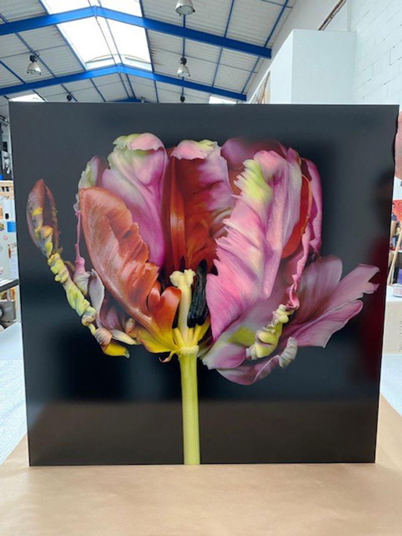 Flamenco (Zeitgenössisch), Photograph, von Allan Forsyth