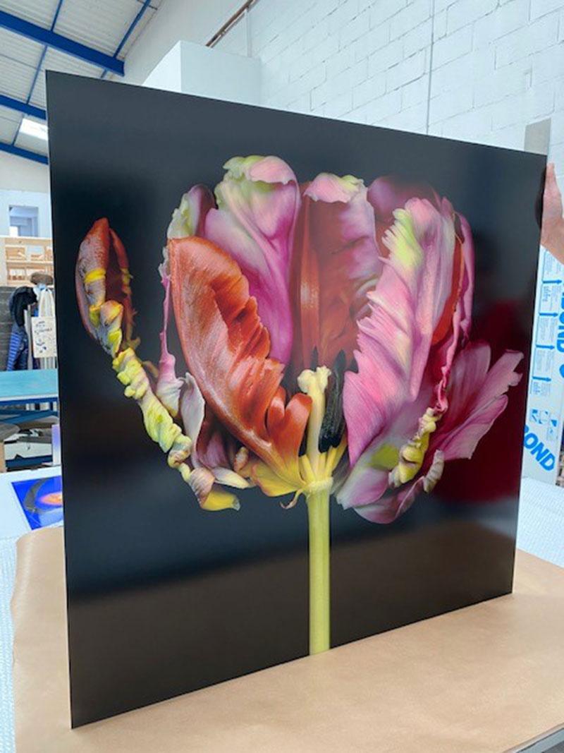 Flamenco - Contemporary Photograph by Allan Forsyth