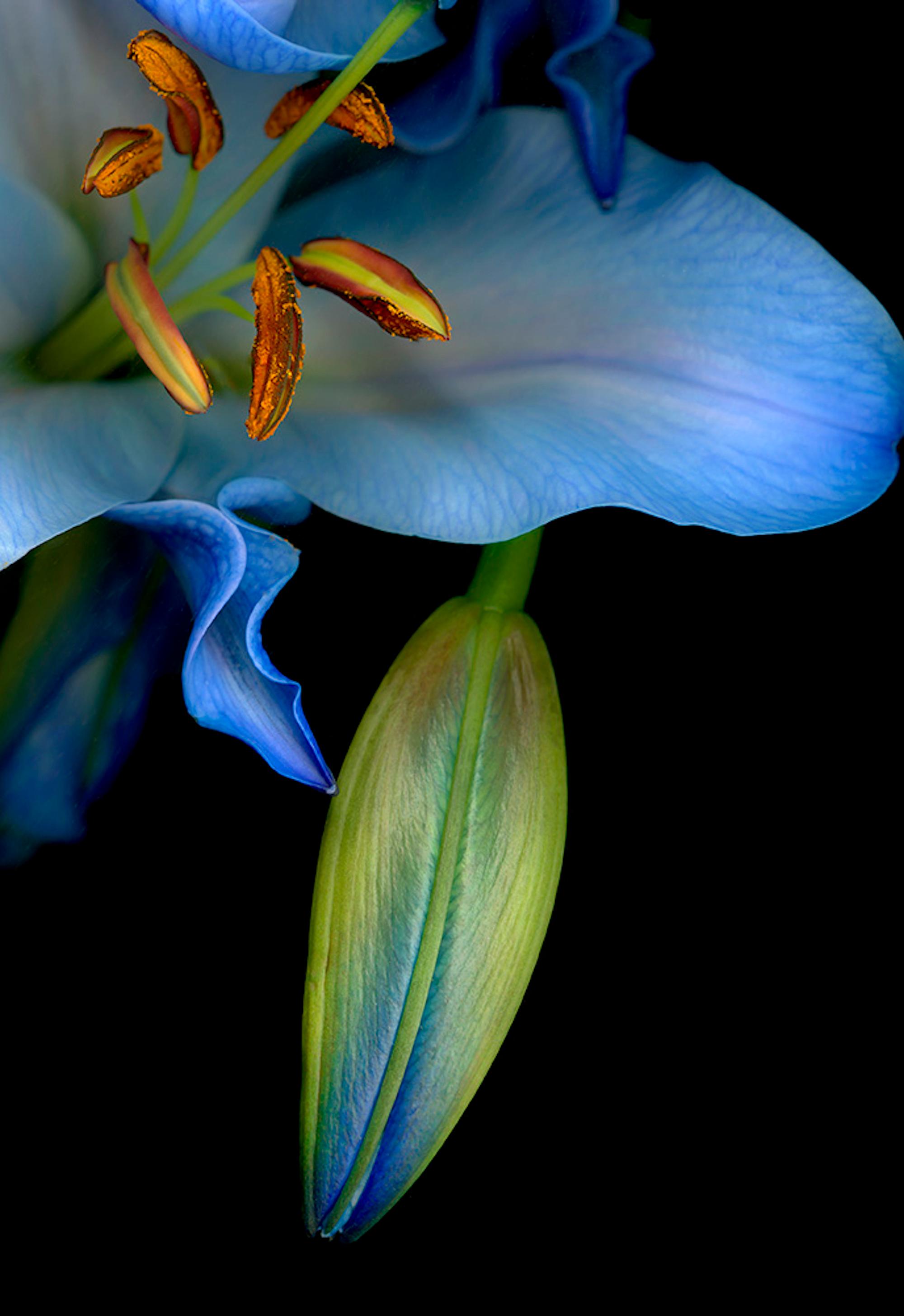 Flora Odyssee N°3 (Schwarz), Color Photograph, von Allan Forsyth
