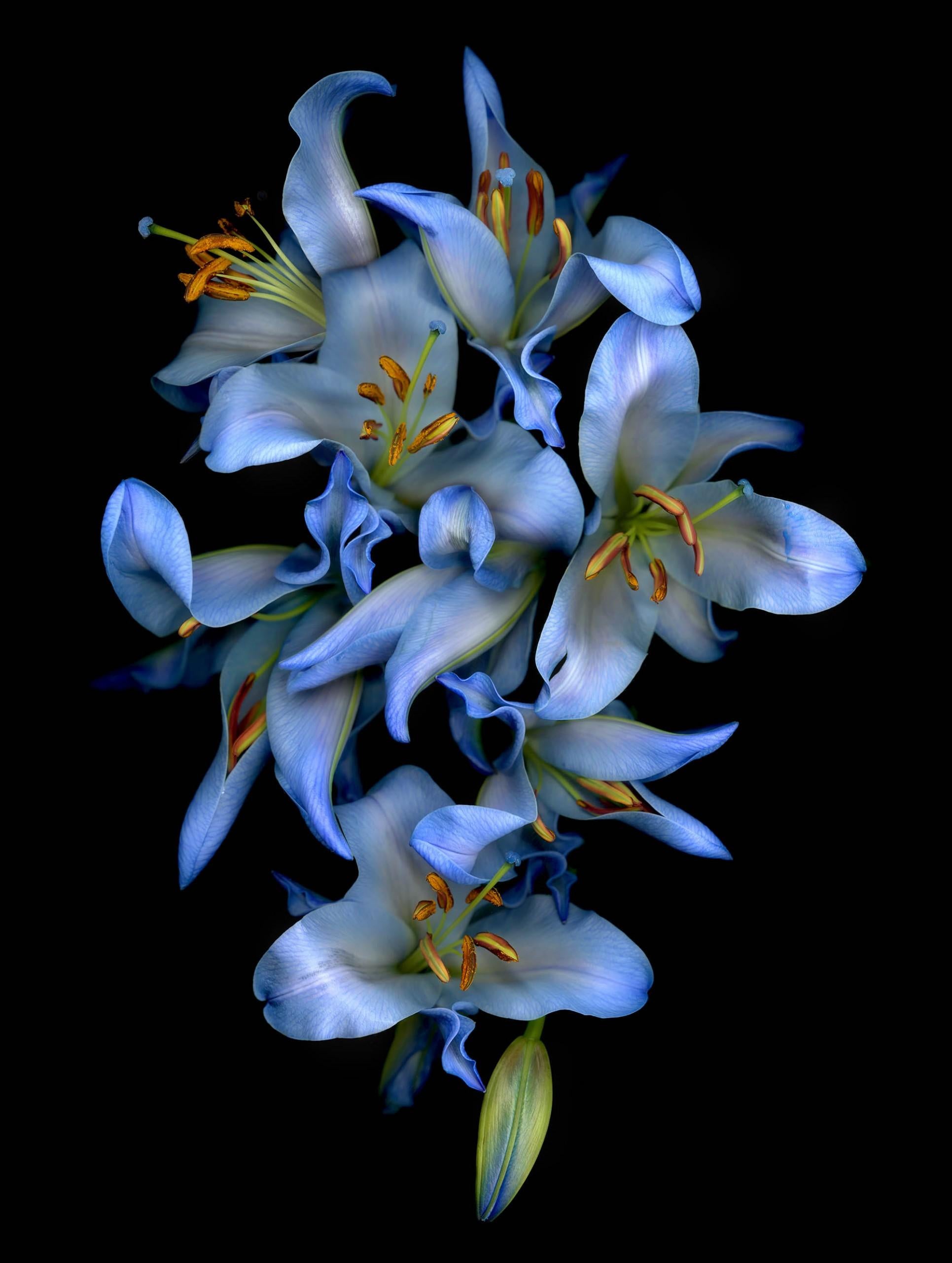 Allan Forsyth Color Photograph - Flora Odyssey N°3