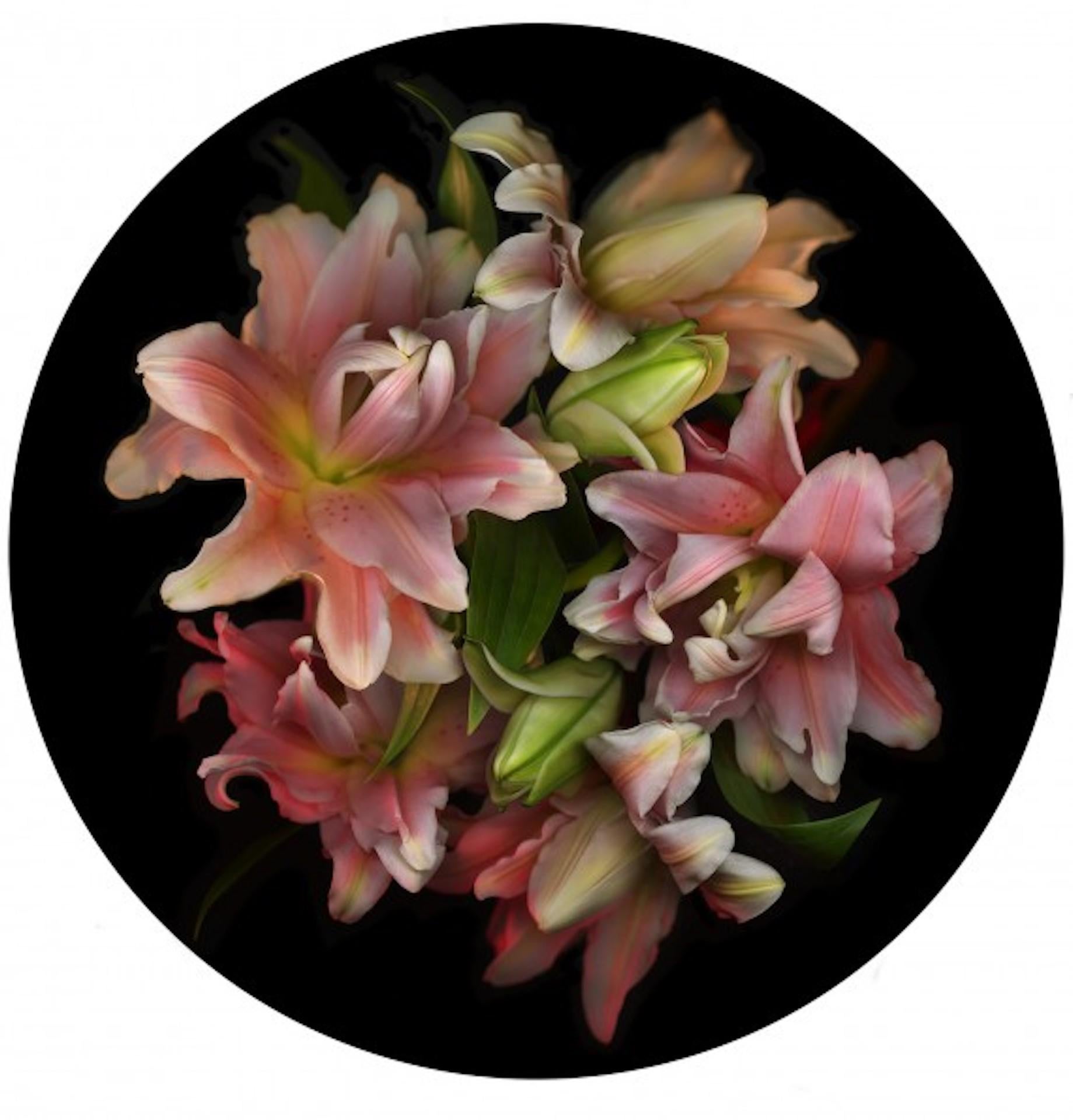 Flora Odyssey n°6, Allan Forsyth, Impression photographique florale, Édition limitée d'art