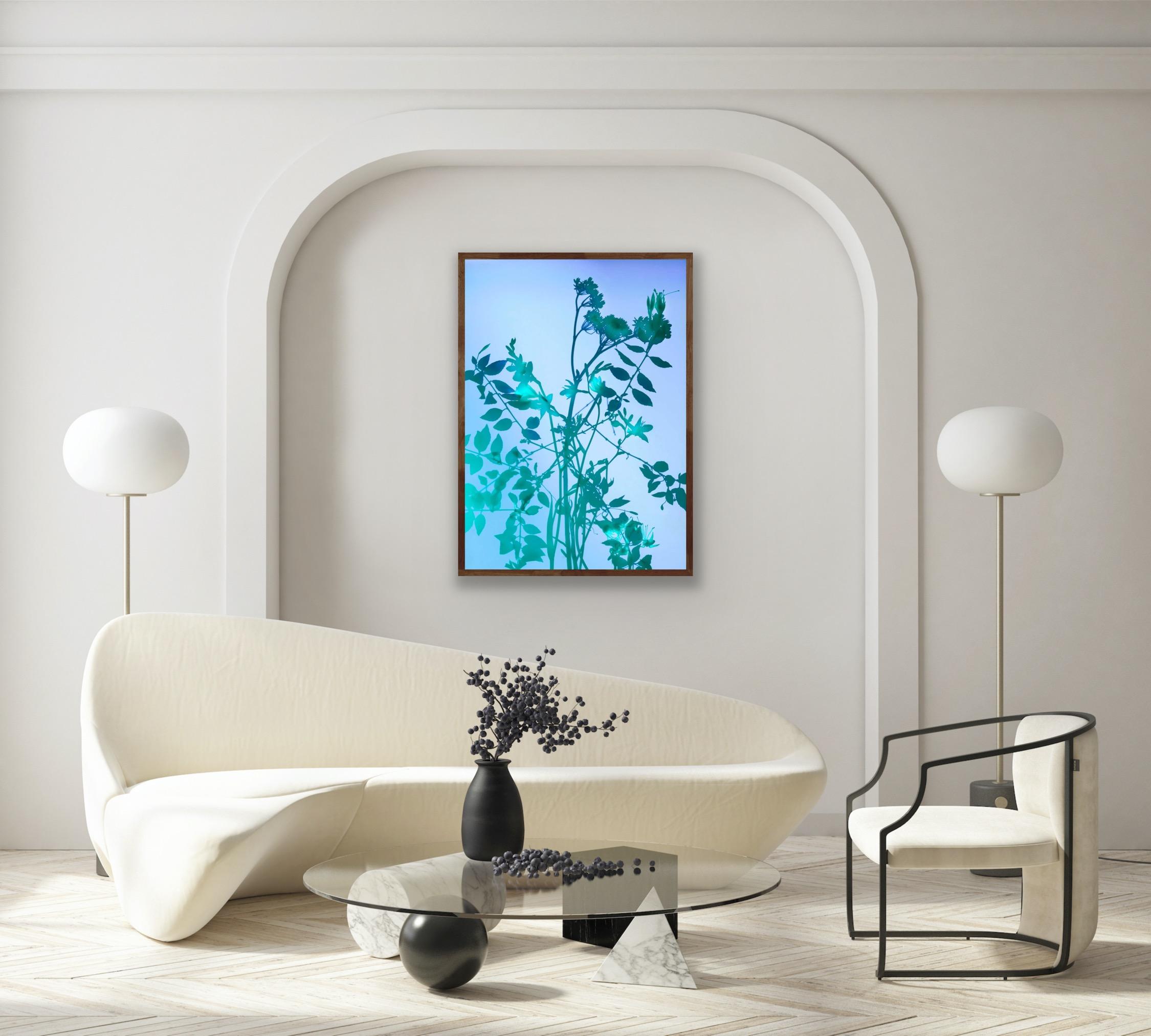 GENTLE SPIRIT N°9, Photographic Print, Plants, Nature, Photography For Sale 3
