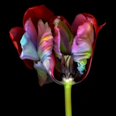 GHOST FLOWER 2, Allan Forsyth, Flower Art, Bright Art, Floral Statement Art