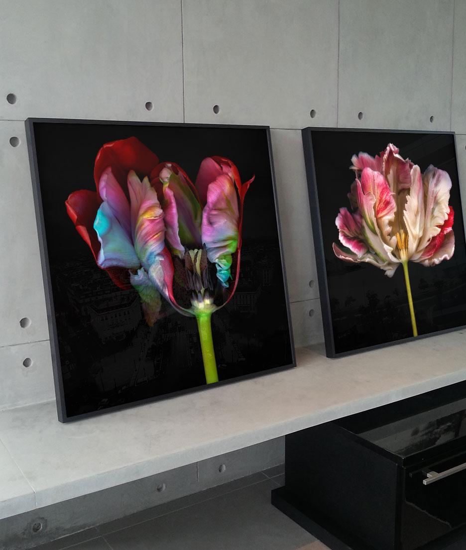 Fiore fantasma - Photograph di Allan Forsyth