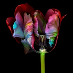 Ghost Flower