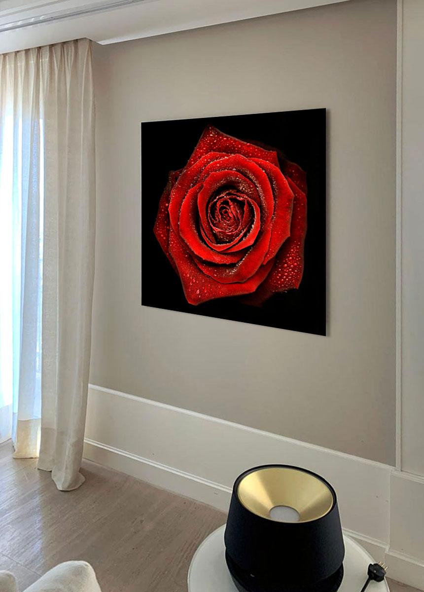 Roses (Serie Flora) (Schwarz), Still-Life Photograph, von Allan Forsyth