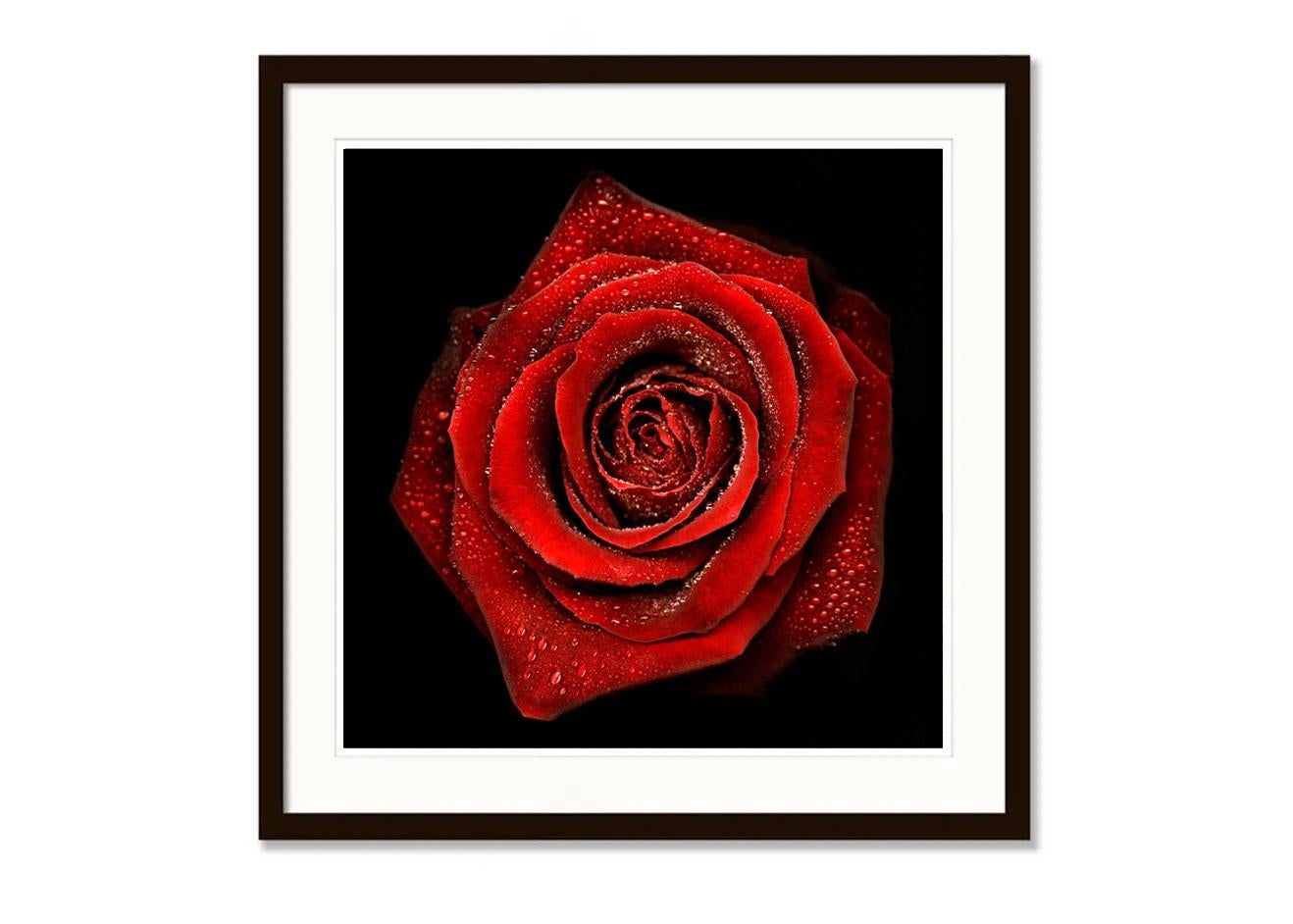 Roses (Flora series) - Contemporary Photograph by Allan Forsyth