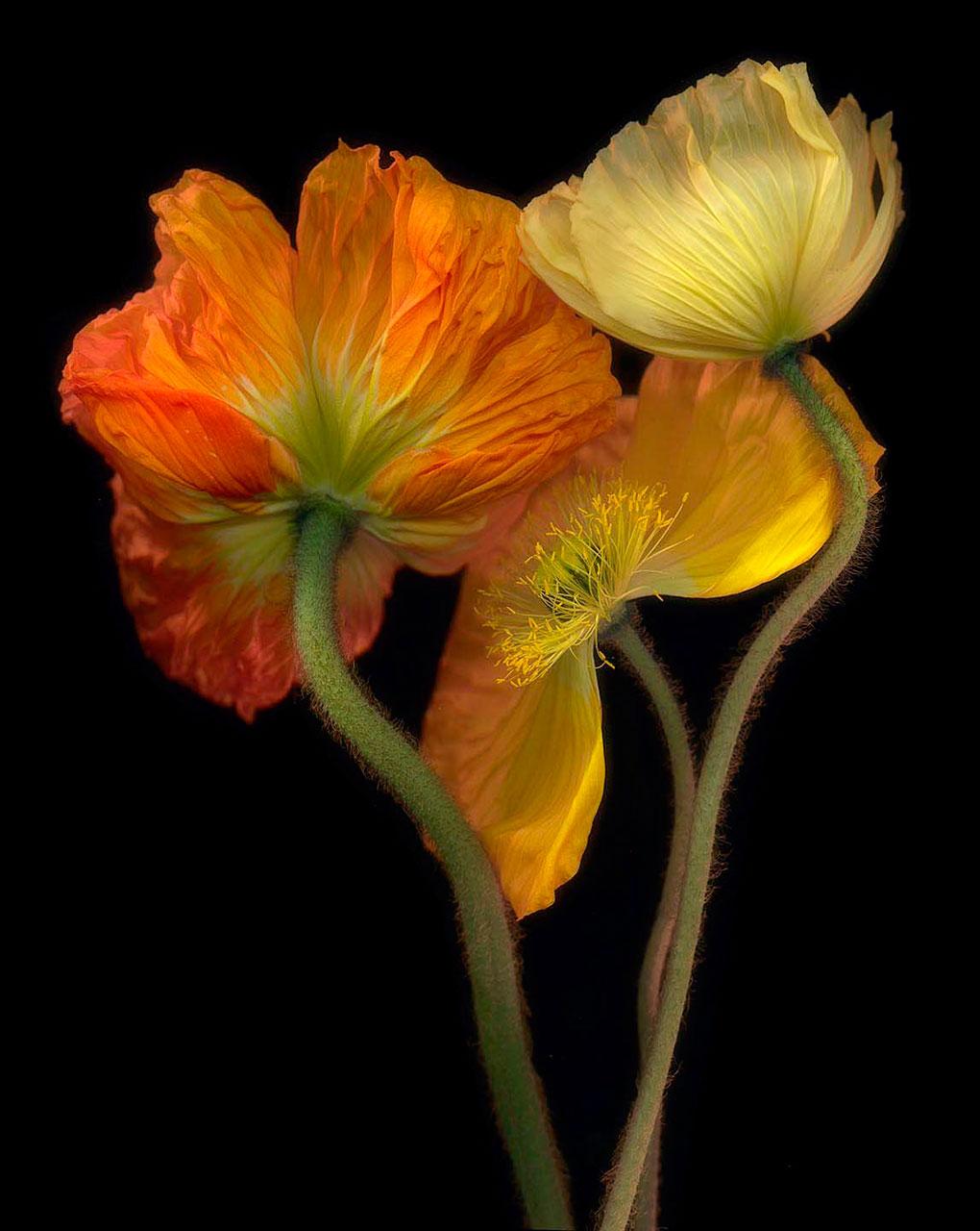 Liz Hickok - The Mission 16th and Dolores, San Francisco in Jell-O For ...