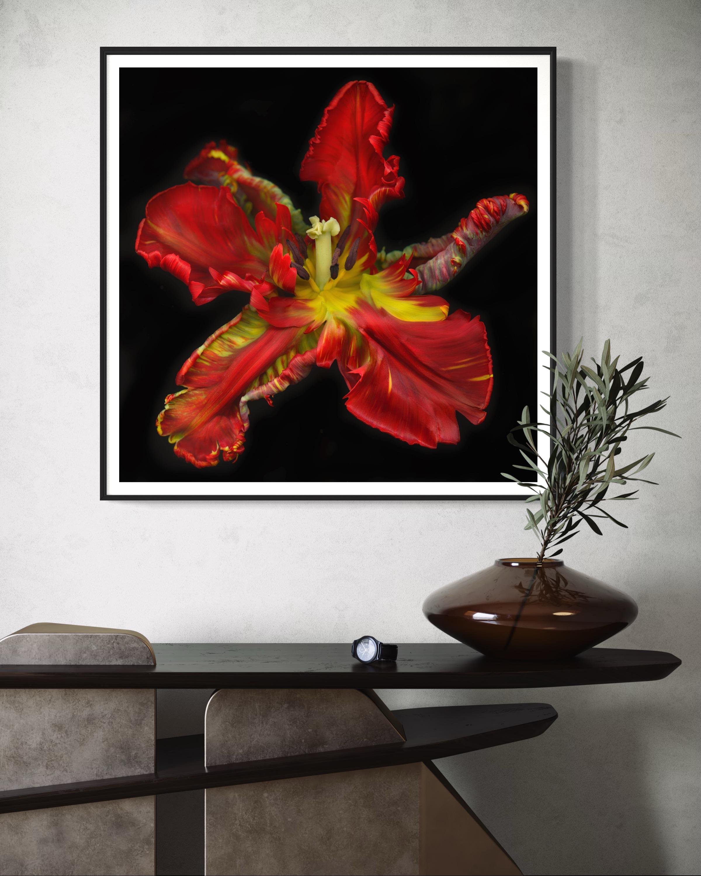 UNTITLED GARDEN 7, Photographie florale, Contemporary, Floral, Paper - Noir Landscape Photograph par Allan Forsyth