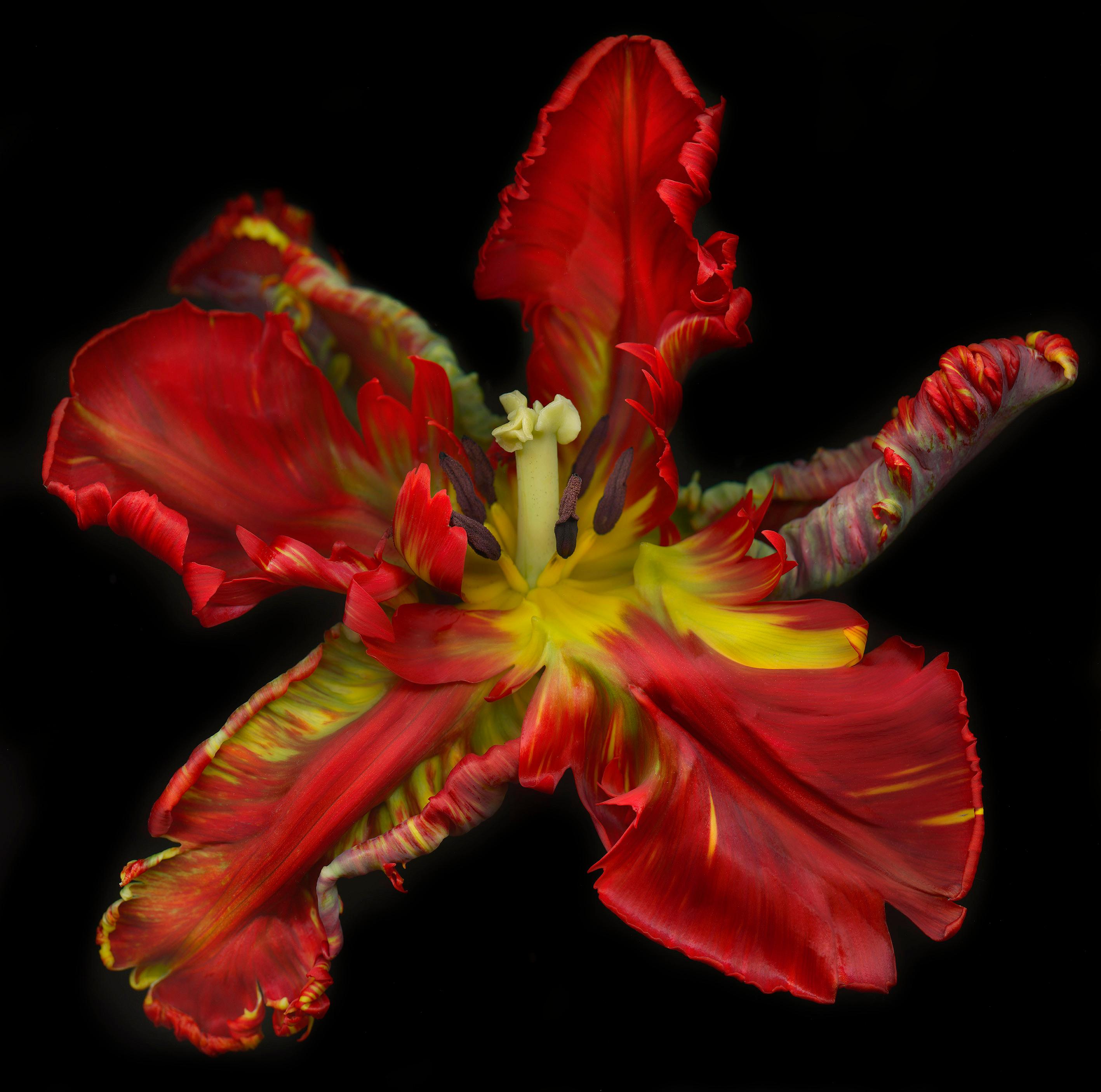 UNTITLED GARDEN 7, Photographie florale, Contemporary, Floral, Paper en vente 2