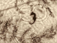 Allan Forsyth, Fade into Light 006, Photogram, Contemporary Art